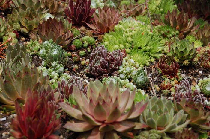 Sempervivum Dachwurz Hauswurz